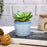 Mini Artificial Green Indoor Succulent Plant with Aesthetic Ceramic Pot to Add Charm to Your Homedecor