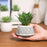 Mini Agave Artificial Green Indoor Succulent Plant with Aesthetic Ceramic Pot to Add Charm to Your Homedecor
