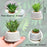 Mini Agave Artificial Green Indoor Succulent Plant with Aesthetic Ceramic Pot to Add Charm to Your Homedecor