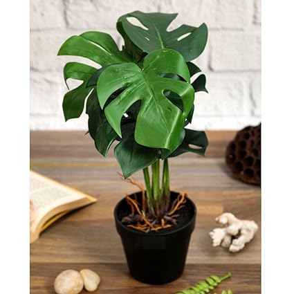 Plant with Aesthetic Plastic Pot - Monstera Plant - Artificial Flower Indoor Decoration Plant for Home Decor (6 Leaves)