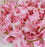 Artificial Ixora Flower Garlands, Wall Hanging decorative String Lines items for Anniversary Decoration, Home Decor, Pooja, Functions Decor (Small petals)