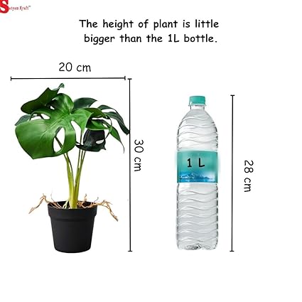 Plant with Aesthetic Plastic Pot - Monstera Plant - Artificial Flower Indoor Decoration Plant for Home Decor (6 Leaves)
