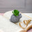 Mini Aesthetic Succulent Plant with Ceramic Cement Snail Pot for Indoor,to Add Charm to Your Homedecor