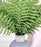 Artificial Flower Fren Bunch Leaves for Gifting, Home Decor, Balcony, Office, Bedroom, Living Room Decor, Raksha Bandhan (1 Bunch,Green,PVC) (36 cm) (without Vase)