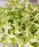 Artificial Ixora Flower Garlands, Wall Hanging decorative String Lines items for Anniversary Decoration, Home Decor, Pooja, Functions Decor (Small petals)