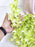Artificial Ixora Flower Garlands, Wall Hanging decorative String Lines items for Anniversary Decoration, Home Decor, Pooja, Functions Decor (Small petals)