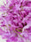 Artificial Ixora Flower Garlands, Wall Hanging decorative String Lines items for Anniversary Decoration, Home Decor, Pooja, Functions Decor (Small petals)
