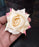 Artificial Rose Velvet Flower Heads for Puja Decoration, Gifting, Home, Garden, Bedroom, Balcony, Living Room, Restaurant Decoration and Craft (6 cm)
