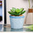 Mini Artificial Green Indoor Succulent Plant with Aesthetic Ceramic Pot to Add Charm to Your Homedecor