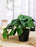 Artificial  Plants - Exquisite Faux Pot Artificial Plant (17 cm, Green)