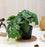 Artificial  Plants - Exquisite Faux Pot Artificial Plant (17 cm, Green)