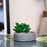 aesthetic Mini Succulent plant with Ceramic cement Pot for indoor,flower succulent pot,Home Corner Decor