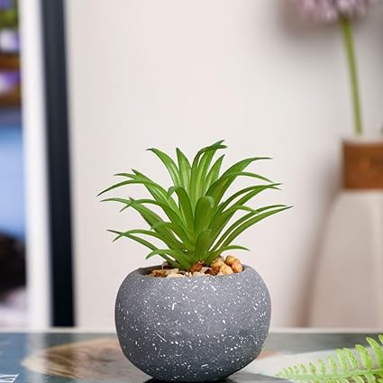 Mini Aesthetic Succulent Flower Plant with Ceramic Cement Pot for Indoor,Home,Living Room