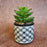 Mini Artificial Green Succulent with Aesthetic Ceramic Pot, Indoor to Add Charm to Your Home Decor