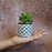 Mini Artificial Green Succulent with Aesthetic Ceramic Pot, Indoor to Add Charm to Your Home Decor