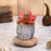 Mini Artificial Succulent with Ceramic Pot Exquisite Faux Plant to Add Charm to Your Home, Perfect for Gifting, Office, Home Decor