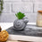 Mini Aesthetic Succulent Plant with Ceramic Cement Snail Pot for Indoor,to Add Charm to Your Homedecor