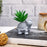 Mini Aesthetic Succulent Plant with Ceramic Cement Tortoise Pot for Indoor,