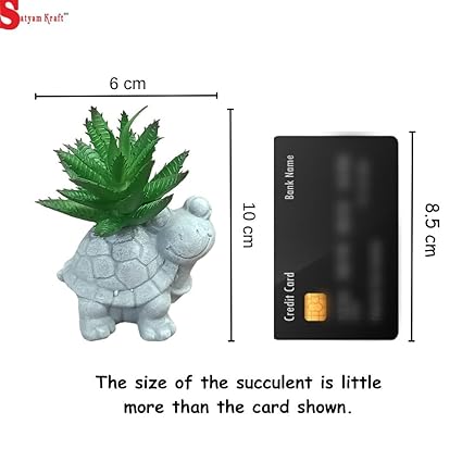 Mini Aesthetic Succulent Plant with Ceramic Cement Tortoise Pot for Indoor,