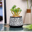 Mini Green Artificial Indoor Succulent with Aesthetic Ceramic Pot to Add Charm to Your Homedecor