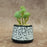 Mini Green Artificial Indoor Succulent with Aesthetic Ceramic Pot to Add Charm to Your Homedecor
